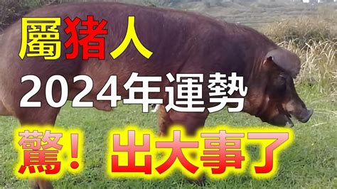 2024年生肖豬運程|【屬豬2024生肖運勢】暗湧頻生，運勢反覆｜屬豬運 